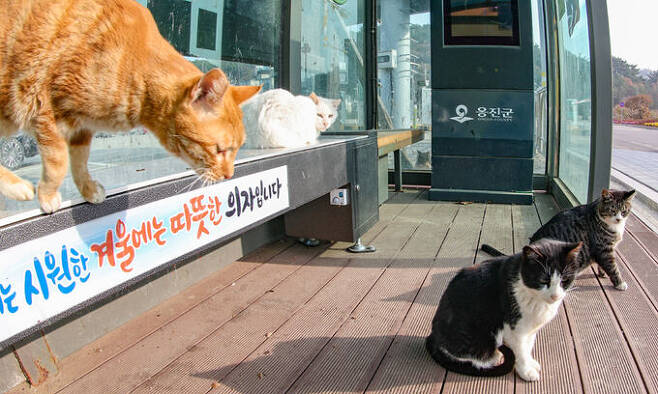 인천 옹진군 십리포해변의 버스정류장에서 고양이들이 열선이 깔린 의자에서 휴식을 취하고 있다.
