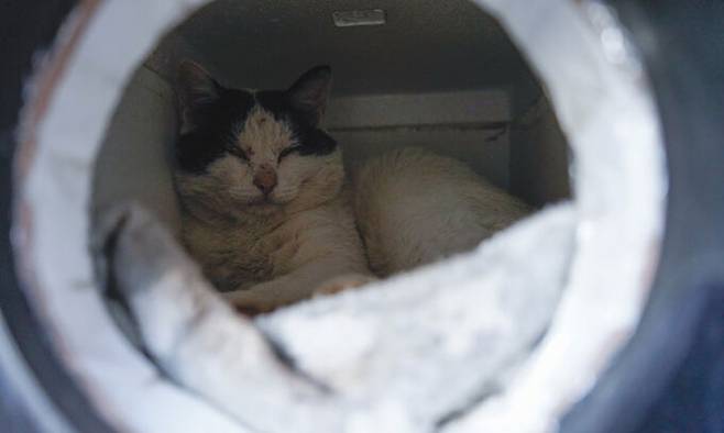 충북 제천의 한 커피숍에서 기르는 고양이가 집에서 휴식을 취하고 있다.