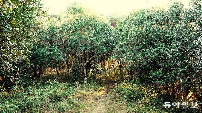 햇빛을 받아 반짝거리는 동백잎이 인상적인 옥룡사지 동백숲.