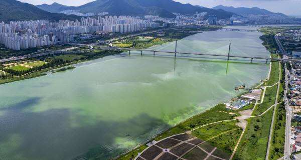 지난해 낙동강이 녹조로 뒤덮힌모습. 국제신문DB