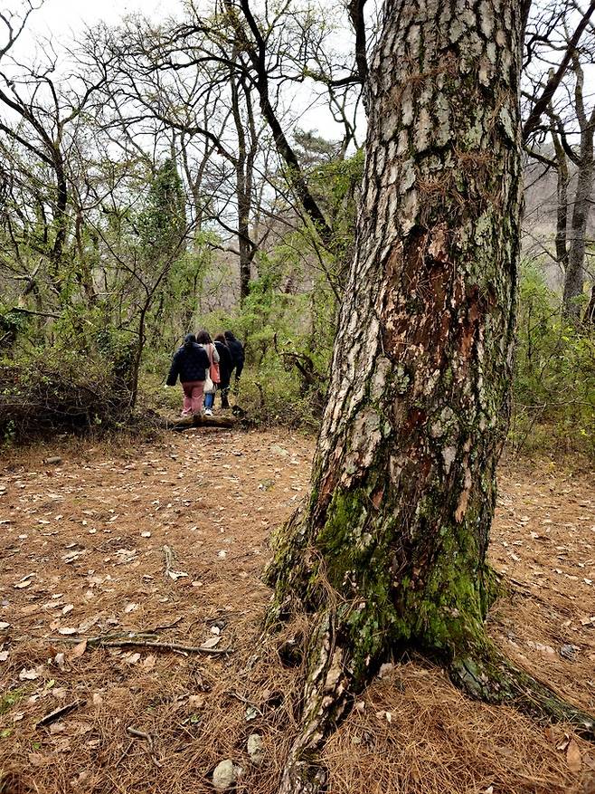 성황림 소나무숲.