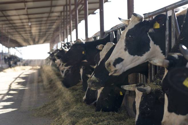 젖소 등 포유류의 초유가 장 건강을 지키는 등 면역력 향상 효과로 주목을 받고 있다.[사진=게티이미지뱅크]