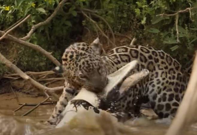 재규어가 아마존 악어 카이만을 급습한 뒤 숨통을 끊기 위해 목덜미를 물고 있다. /Journey With Jaguars Youtube 캡처