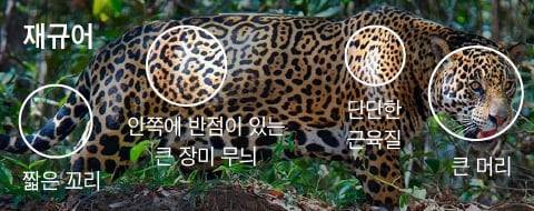 재규어는 표범과 달리 몸통의 원무늬에 점이 찍혀있는 형태다. 머리는 크고 꼬리는짧다. /The Wildlife Diaries