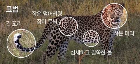 표범은 원형 무늬에 점이 직혀있지 않고 머리는 작고 꼬리는 긴 편이다. /The Wildlife Diaries