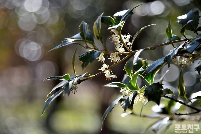 구골나무 : 꽃이 귀한 초겨울에 피는 꽃