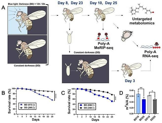 초파리에 대한 LED 청색광 영향 연구과정 및 실험 결과 [PNAS Nexus/Huang et al. 제공. 재판매 및 DB 금지]