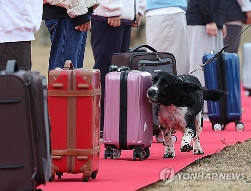 마약 탐지견 관세청장배 탐지견 경진대회에서 마약탐지 시범이 펼쳐지고 있다. 2023.11.1 jieunlee@yna.co.kr [연합뉴스 자료사진]