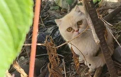 경남 진주에서 구조된 고양이 / 리본 제공