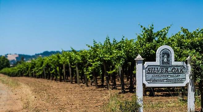 실버오크 포도밭 전경.