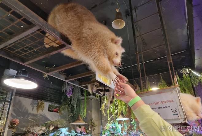 먹이주기와 만지기 등 동물 체험활동을 금지하는 개정안 시행 일주일 전인 지난 7일, 서울 마포구 홍익대 근처의 한 실내 야생동물 전시 동물원에서 입장객이 라쿤에 먹이를 주는 체험을 하고 있다.[이민경 기자]