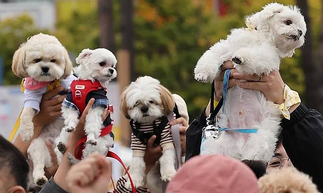 지난 10월8일 서울 마포구 상암동 월드컵공원 일대에서 열린 ‘서울 반려동물 한마당 축제’에 참가한 반려견들. 연합뉴스