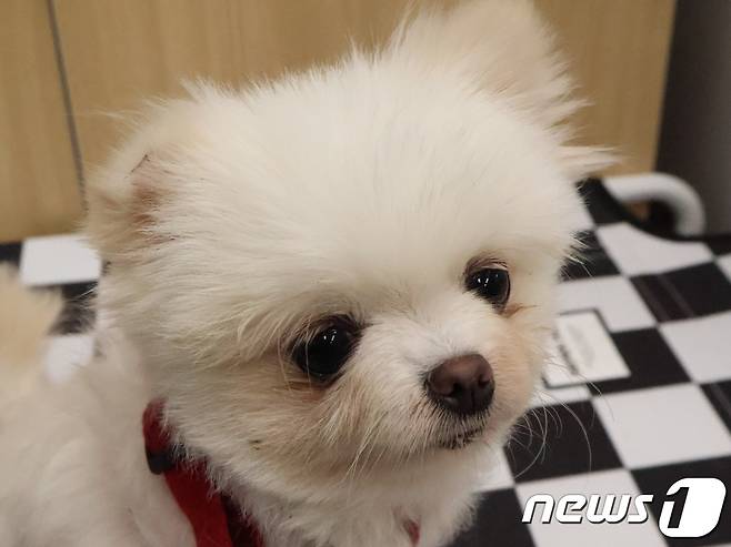 강아지 '경포'(경기도 제공) ⓒ 뉴스1