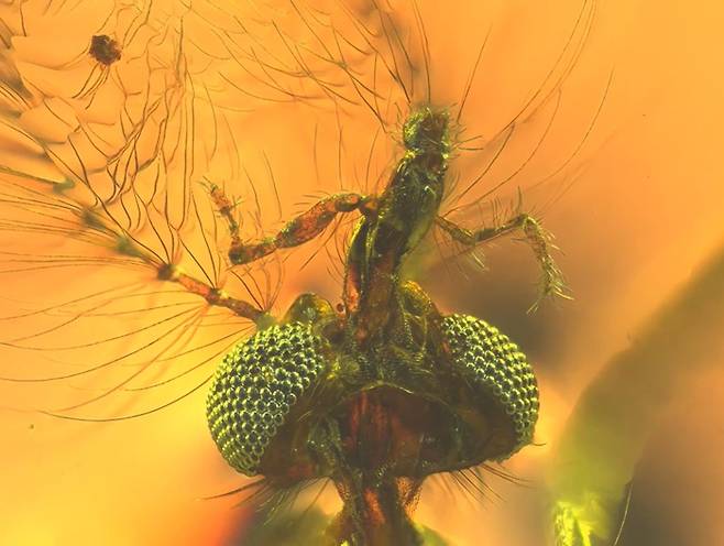 1억 3000만년 전 고대 수컷 모기 화석의 주둥이를 확대한 이미지. 사진=대니 아자르