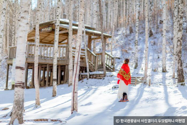 ▲ 인제 속삭이는자작나무숲(원대리 자작나무 숲). 한국관광공사 제공