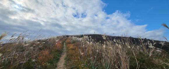 정물오름을 오르는 길에 만난 억새가 푸른 하늘에 닿아 한폭의 수채화를 연상시킨다. 제주 강동삼 기자