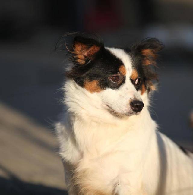 상주시보호센터에서 지내고 있는 리카가 평생 가족을 기다리고 있다. 상주시동물보호센터 제공