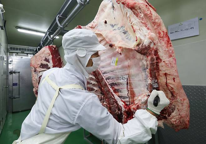 안종찬 반장이 고리에 걸린 지육에서 등심을 발골하기 위해 칼질을 하고 있다.