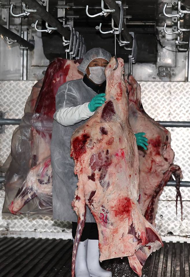 음성축산물공판장에서 온 육류 운반차량에서 사분도체된 한우 지육들이 하차하고 있다.