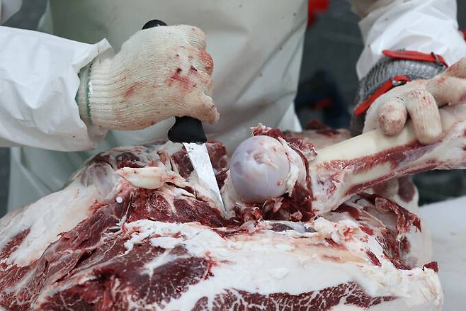발골기술사가 사골을 해체하고 있다.