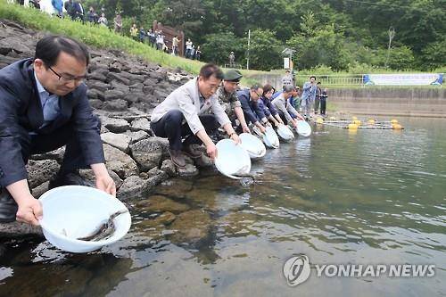 2016년 5월 강원 철원군 비무장지대 인근의 토교저수지에서 관계자들이 생태교란 어종을 퇴치하고자 쏘가리와 가물치를 방류하고 있다. [철원군 제공]