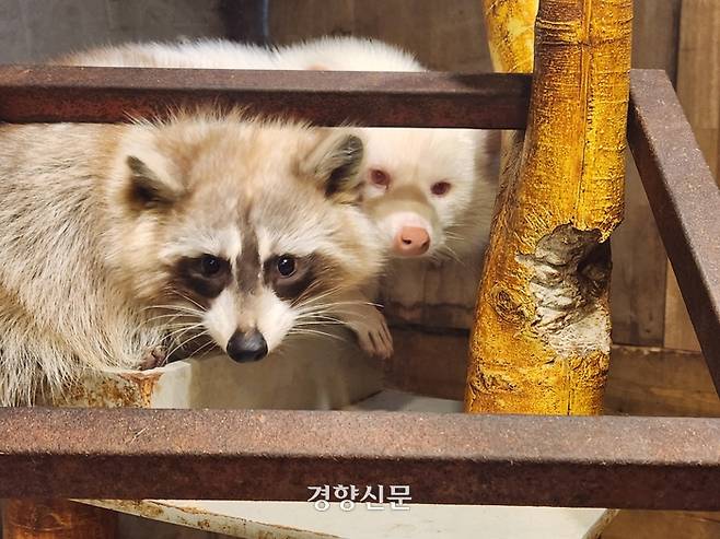 라쿤 모자가 지난 6일 오후 1시30분쯤 서울 홍익대학교 인근 한 야생동물 카페의 목재로 만든 타워 위에서 휴식을 취하고 있다. 오동욱 기자