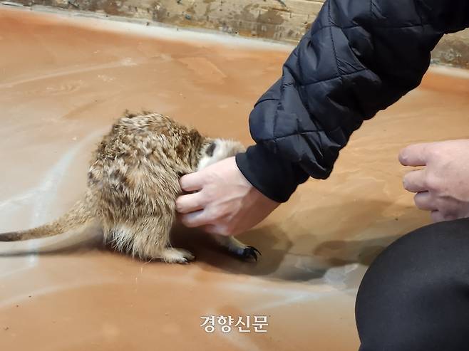 야생동물 카페 업체 주인 김상철씨(39)가 지난 6일 오후 1시30분쯤 미어캣 방에 앉아 미어캣을 만지자 미어캣이 김씨의 손을 파고들고 있다. 오동욱 기자