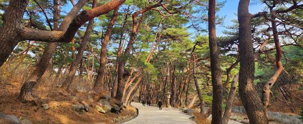 경남 양산 통도사 황금송 길.