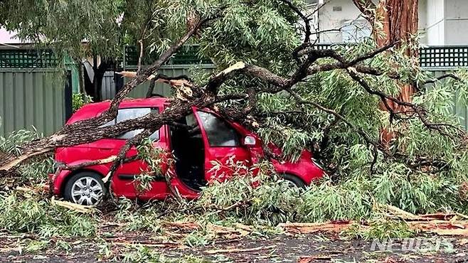 호주에서 주차된 차량 옆의 나무가 벼락을 맞으며 부서진 나뭇가지들이 차량을 덮쳤다. 차량 주인은 사고 직전 자리를 비워 극적으로 목숨을 건졌다. 출처 :  @9news
