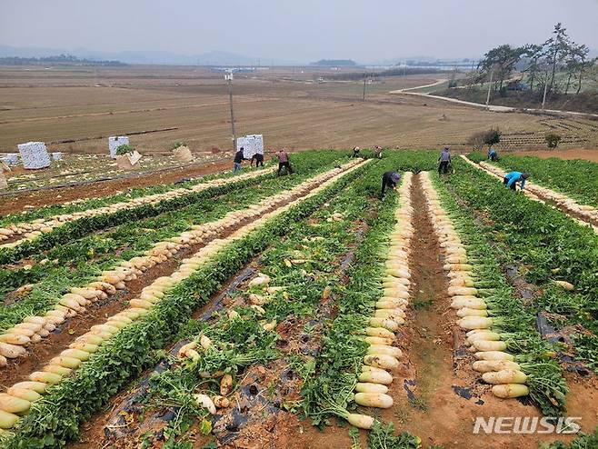 [나주=뉴시스] 한국농수산식품유통공사(aT)가 국민 채소인 배추와 무 가격 안정을 위해 수매 비축에 박차를 가하고 있다. (사진=aT 제공) 2023.12.12. photo@newsis.com *재판매 및 DB 금지