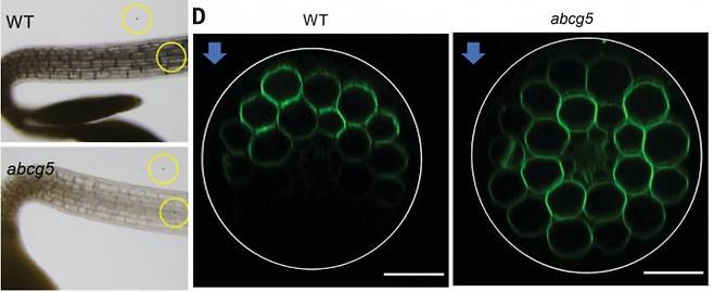 정상 애기장대(왼쪽 WT)에 비해 변이체 애기장대(왼쪽 abcg5)의 하배축 투명도가 높다. 세포막에서 녹색형광단백질이 발현되게 만든 식물체 결과를 봐도 정상 애기장대는 파란빛(화살표 방향)이 통과하며 많이 산란해 반대 방향에서는 형광이 거의 보이지 않지만(오른쪽 WT), 변이체는 산란이 적어 전체적으로 형광이 보인다(오른쪽 abcg5). 사이언스 제공