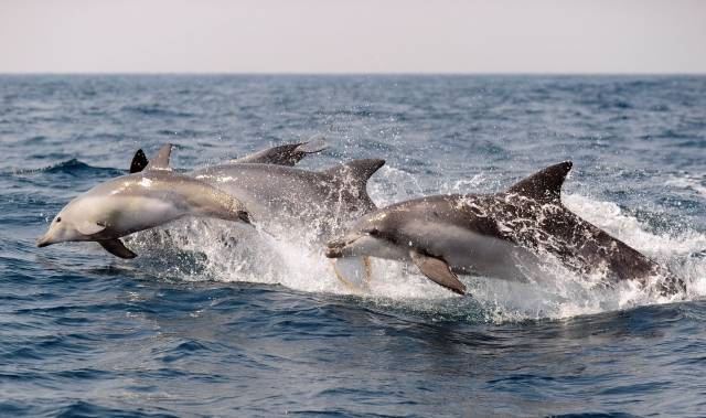 남방큰돌고래 무리 사진. 뉴시스