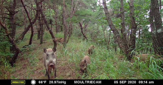 서울 북한산 내 무인카메라에 찍힌 멧돼지 가족. 이성민 서울대 농업생명과학연구원 선임연구원 제공
