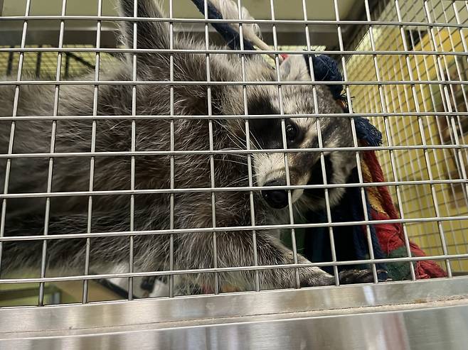 서울 마포구 이색동물 카페 내 라쿤 [촬영 김정진]