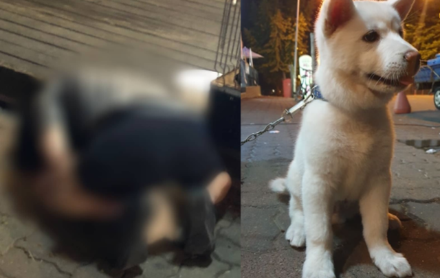 2019년 경기 이천시에서 벌어진 성학대 사건 당시(왼쪽)와 피해를 입은 강아지. 동물학대방지연합 인스타그램 캡처