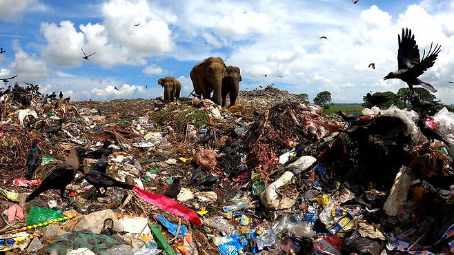 스리랑카 쓰레기매립장에서 먹이를 찾는 코끼리. 한국방송