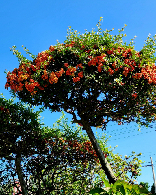 경기 남양주 프라움악기박물관 뜨락의 푸른 잎과 함께 붉은 열매를 피워올린 피라칸타. 2023년 10월1일