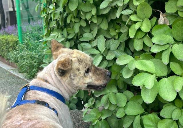 산책을 좋아하는 보스. 동물구조119 제공