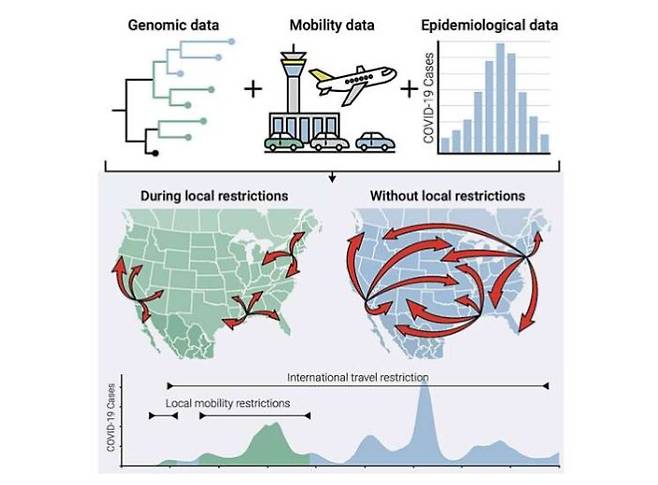 미국 스크립스연구소는 유전체(게놈) 데이터, 이동성 데이터, 역학 데이터를 결합해 다양한 코로나19 조치가 바이러스 전파에 어떤 영향을 미치는지 파악했다. [사진=스크립스연구소]