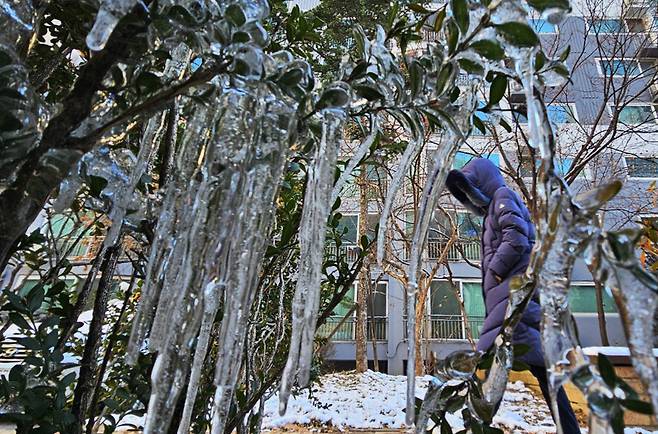 전국 대부분 지역에 한파특보가 발효된 17일 경기도 수원시 영통구 한 아파트단지 나뭇가지에 고드름이 매달려 있다. /사진=뉴시스