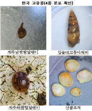 한라산 서식 한국 고유종 [제주도 제공.재판매 및 DB 금지]