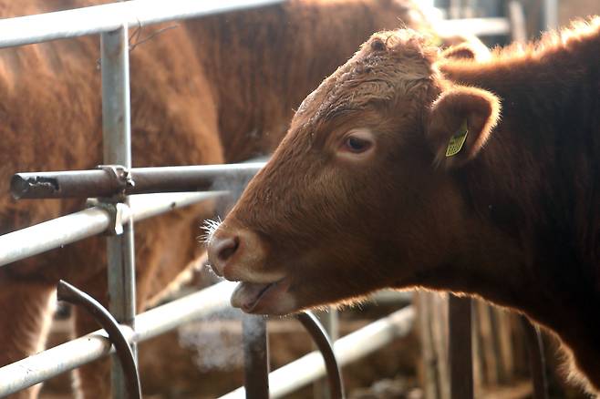 축사 안의 소 자료사진./뉴스1