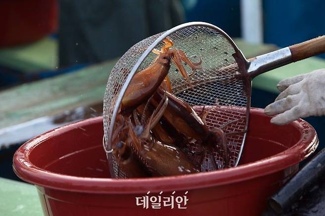 강원도 동해시 속초항에서 어민들이 잡아온 산오징어를 배에서 내리는 작업을 하고 있다. ⓒ연합뉴스