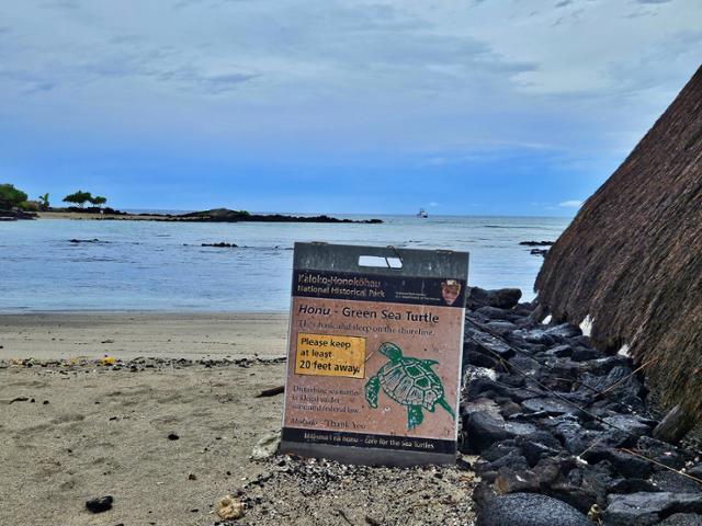 하와이에서 거북을 만난다면 20피트(약 6미터) 거리를 유지해야 한다.