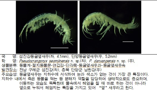 동굴옆새우 신종 모습(국립낙동강생물자원관 제공)