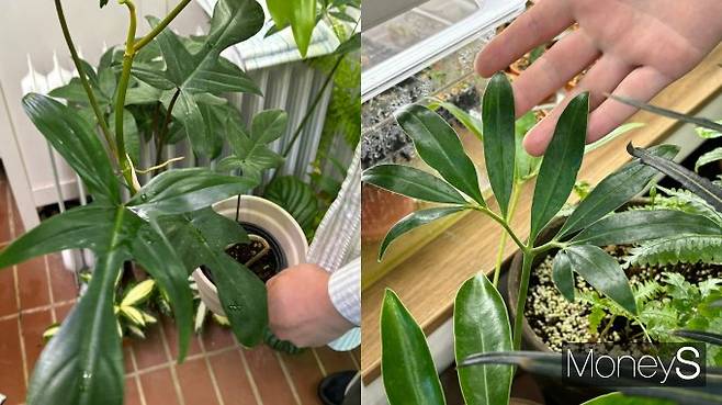 사진은 그린하트클럽 방호성 대표가 '초보 식집사'에게 추천하는 식물인 필로덴드론류 플로리다뷰티(왼쪽)와 고엘디의 모습. /사진=윤지영 기자