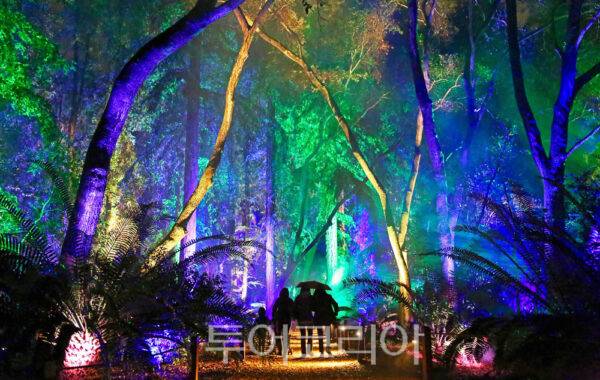 데스칸소 정원 마법에 걸린 빛의 숲 ⓒDescanso Gardens /사진-로스앤젤레스관광청