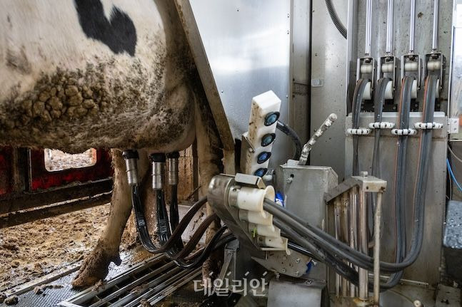 충남 논산시 한 낙농가에서 국산 로봇착유기를 이용해 젖소 착유를 하고 있다. ⓒ데일리안 배군득 기자