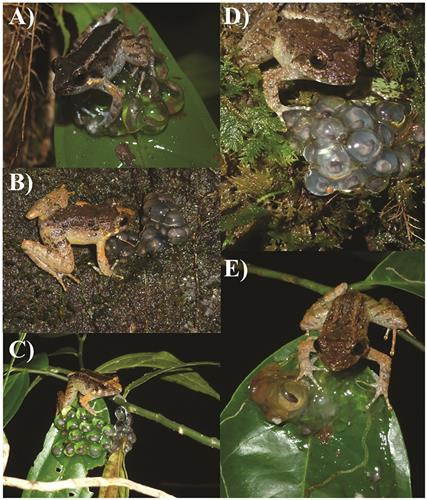 나뭇잎과 이끼에 낳은 알 지키는 신종 개구리 수컷들 [PLoS ONE/Jeffrey Frederick et al.제공. 재판매 및 Db 금지]