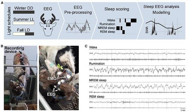 새김질이 순록의 수면에 미치는 영향 실험 [Current Biology/Reto Huber et al. 제공. 재판매 및 DB 금지]